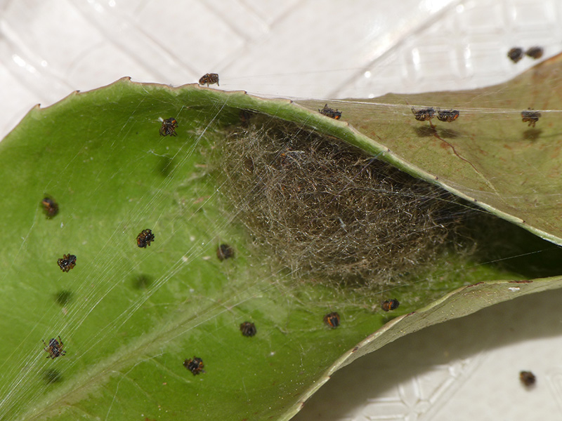 Schiusa ... Araneus sp.?